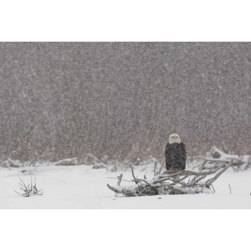 Alaska, Chilkat River Bald eagle in snow storm